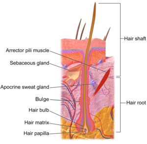 hair salon cape town - hair follicle diagram